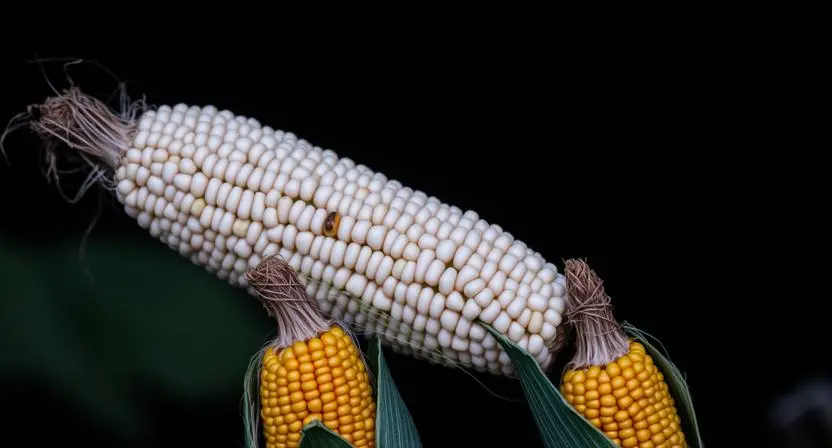 corn joke